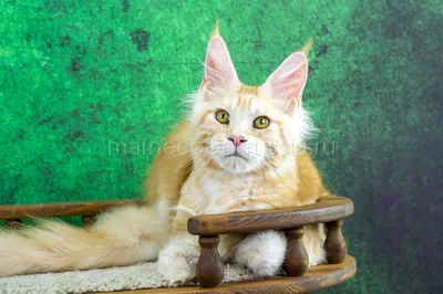 Maine Coon kitten