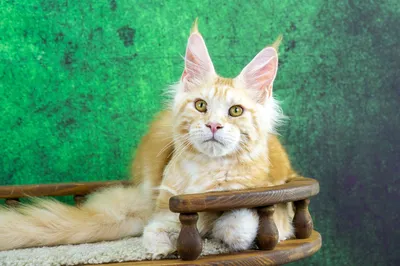 Maine Coon kitten