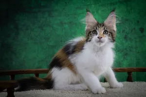 Котенок мейн-кун