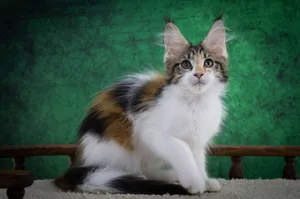 Котенок мейн-кун