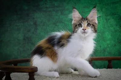 Maine Coon kitten