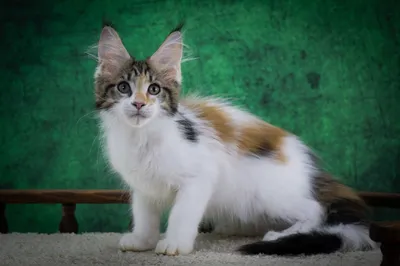 Maine Coon kitten