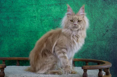 Котенок мейн-кун