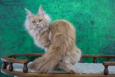Котенок мейн-кун
