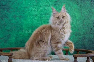 Maine Coon kitten