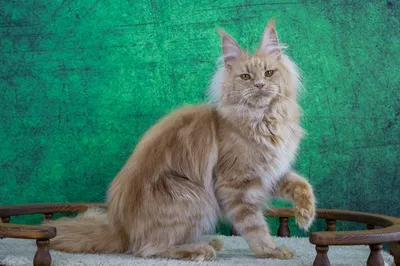 Котенок мейн-кун