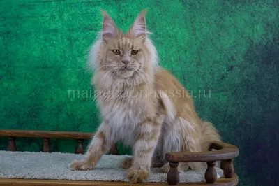 Maine Coon kitten