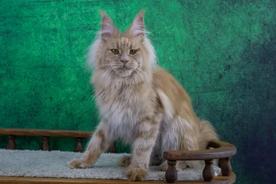 Котенок мейн-кун