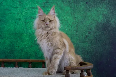 Котенок мейн-кун