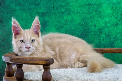 Maine Coon kitten