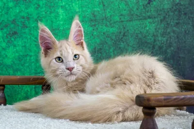 Maine Coon kitten