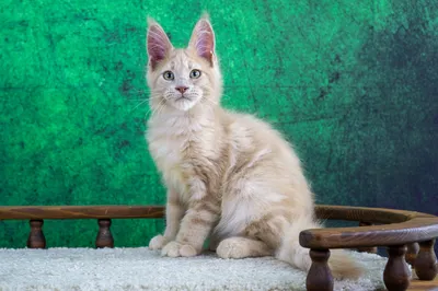 Maine Coon kitten