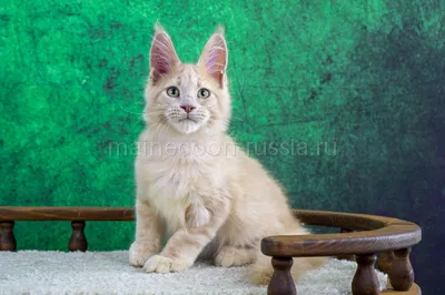 Maine Coon kitten