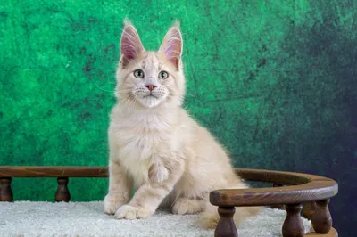 Maine Coon kitten