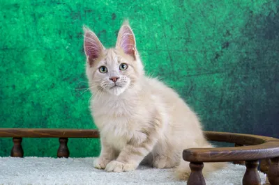 Maine Coon kitten