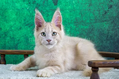Maine Coon kitten