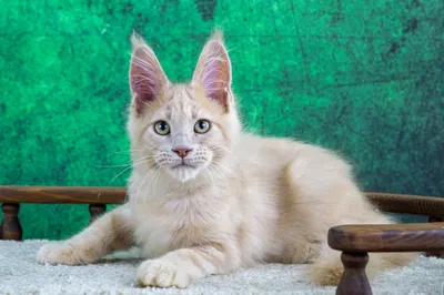 Maine Coon kitten