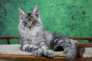 Wolfgang