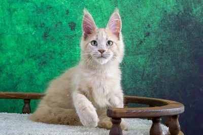 Maine Coon kitten
