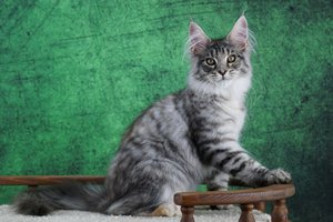Elka