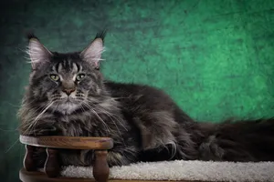 Котенок мейн-кун