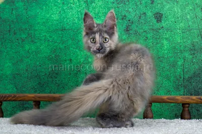 Котенок мейн-кун