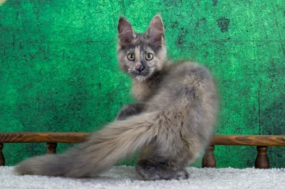 Котенок мейн-кун