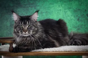 Котенок мейн-кун