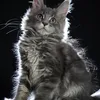 Freya - фото 6