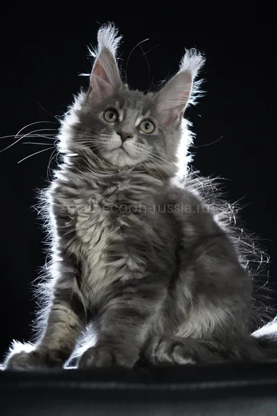 Freya — Котенок мейн-кун, Голубой мрамор MCO a 22