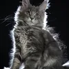 Freya - фото 7