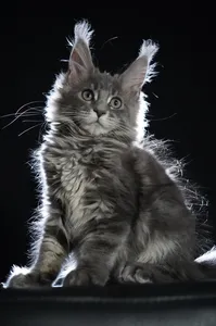 Freya