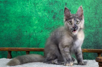 Котенок мейн-кун