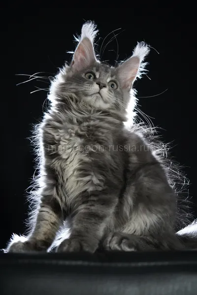 Freya — Котенок мейн-кун, Голубой мрамор MCO a 22