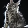 Freya - фото 2