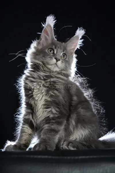 Freya — Котенок мейн-кун, Голубой мрамор MCO a 22