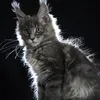 Freya - фото 3