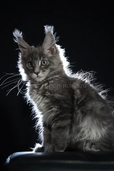 Freya — Котенок мейн-кун, Голубой мрамор MCO a 22