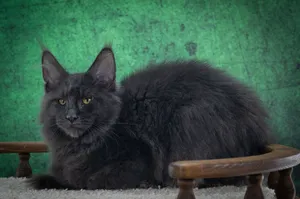 Котенок мейн-кун