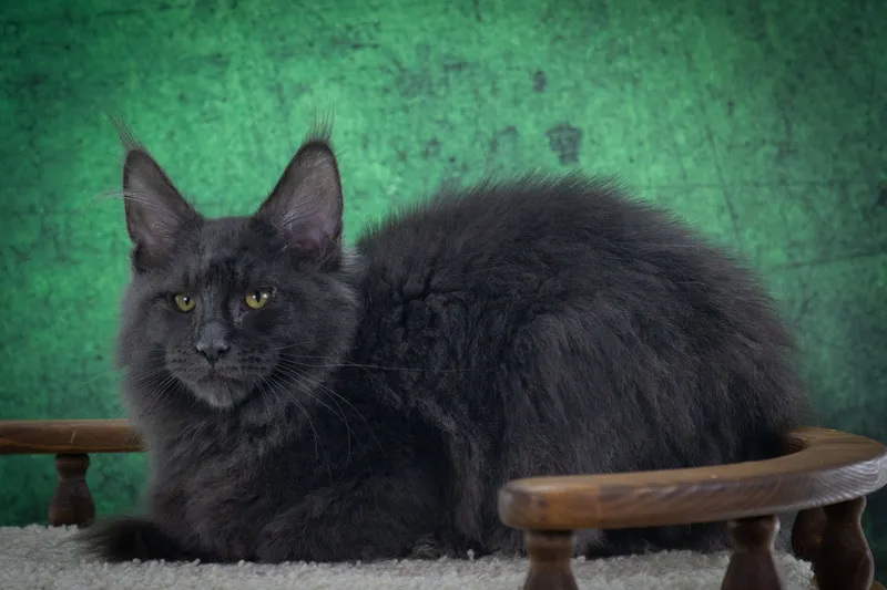 Maine Coon kitten Blue smoke MCO as  Boy