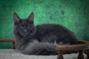 Котенок мейн-кун