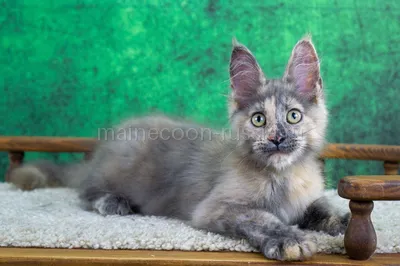 Котенок мейн-кун