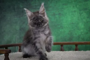 Котенок мейн-кун