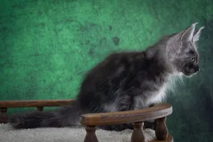 Котенок мейн-кун