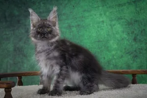 Котенок мейн-кун