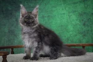 Котенок мейн-кун