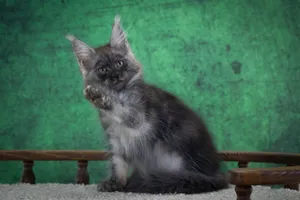 Котенок мейн-кун