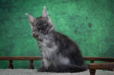 Maine Coon kitten