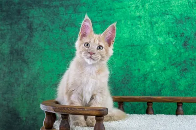 Котенок мейн-кун