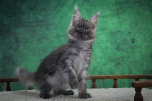 Котенок мейн-кун